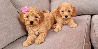 Cuccioli Barboncino toy albicocca