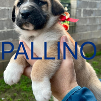 Quattro palle di pelo in adozione