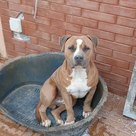 Pitbull con pedigree