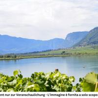 Caldaro: Vigneto con vista sul lago