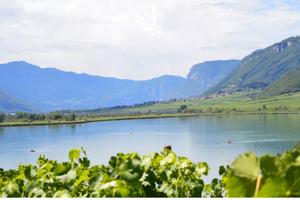 Caldaro: Vigneto con vista sul lago
