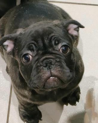 Cucciolo tigrato
