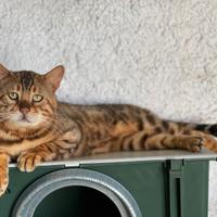 Gatto del Bengala da riproduzione - clear