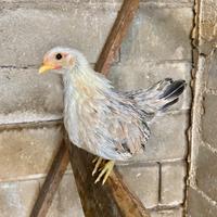 Giovane coppia galline serama