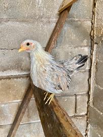 Giovane coppia galline serama