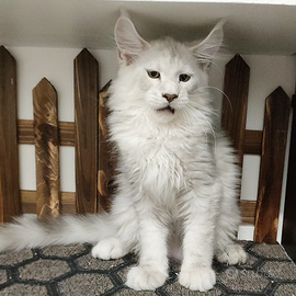 LEGGERE SOTTO Maine Coon LINEE ESTERE TOP