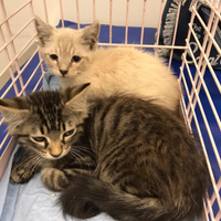 Gatto 2 cuccioli maschi circa 2 mesi