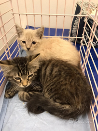 Gatto 2 cuccioli maschi circa 2 mesi