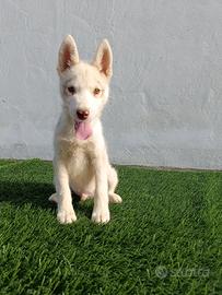Cucciolo di Siberian Husky