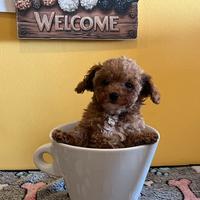 Barboni toy o Minitoy