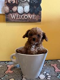 Barboni toy o Minitoy