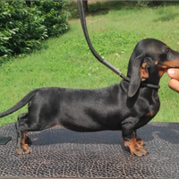 Bassotto nero focato femmina pedigree ENCI