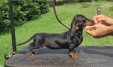 Bassotto nero focato femmina pedigree ENCI