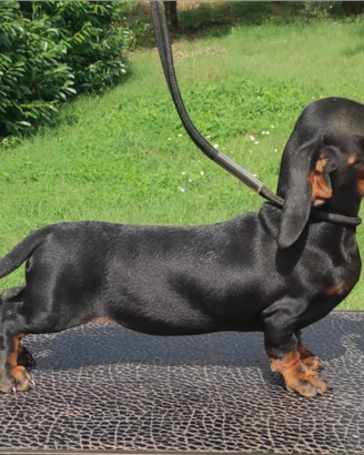 Bassotto nero focato femmina pedigree ENCI