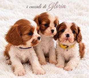 CAVALIER KING Charles MERAVIGLIOSI