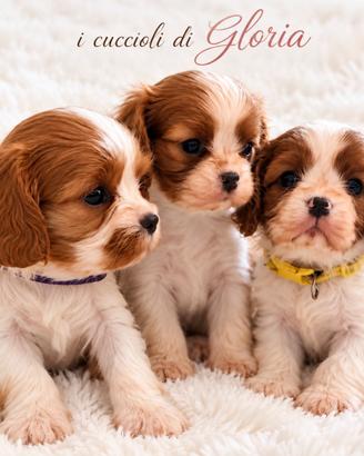 CAVALIER KING Charles MERAVIGLIOSI