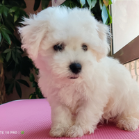 OPPORTUNITY Bichon Frisè genealogia pura Pedigree