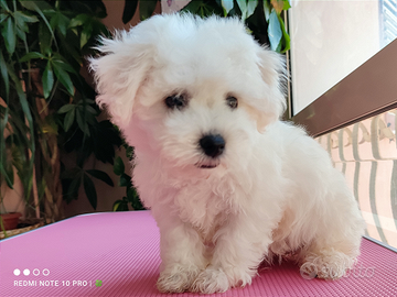 OPPORTUNITY Bichon Frisè genealogia pura Pedigree