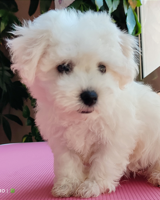 OPPORTUNITY Bichon Frisè genealogia pura Pedigree