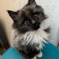 Splendido cucciolo gattino norvegese delle foreste