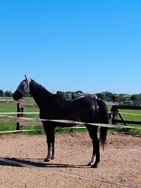 Cavallo