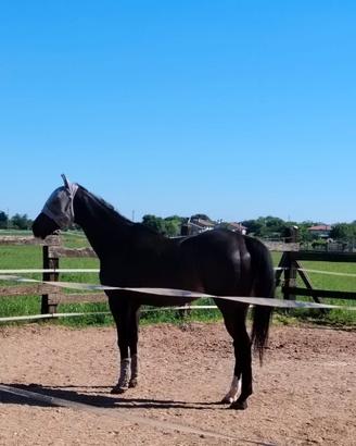 Cavallo