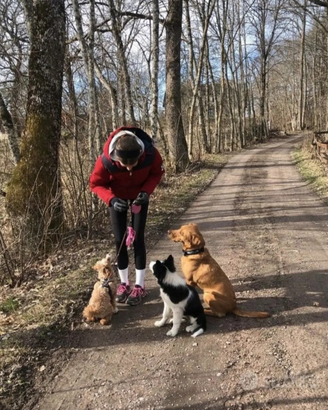 Dog sitter