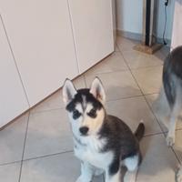 Cane husky siberian
