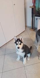 Cane husky siberian