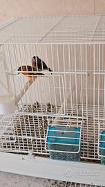 Cardinalino