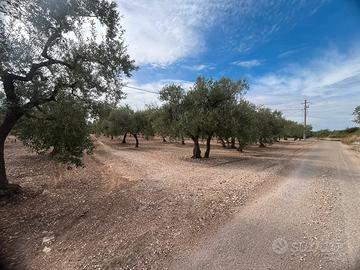Terreno Uliveto