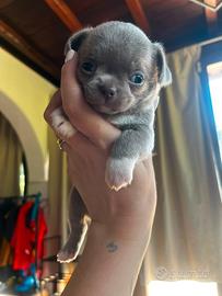 Chihuahua toy