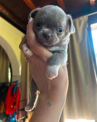 Chihuahua toy