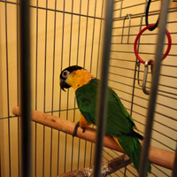 Caicco testa nera