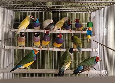 Diamanti di Gould