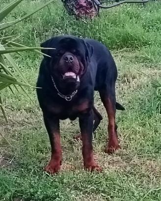 Cane rottweiler