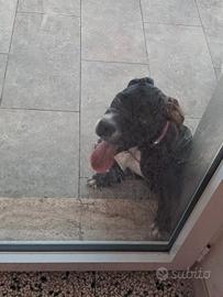 cane corso argentino 