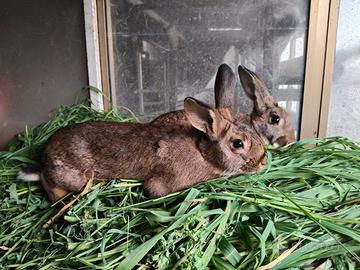 Conigli Leprino Viterbese 100% ORIGINALE