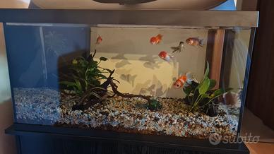 acquario, pesci e accessori