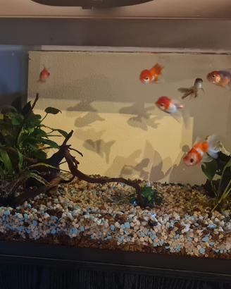 acquario, pesci e accessori