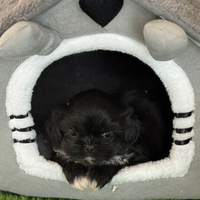 Meraviglioso schitzu