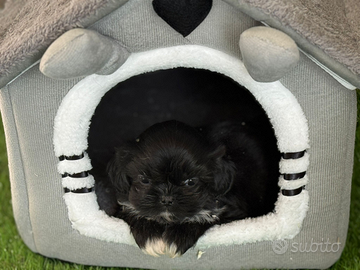 Meraviglioso schitzu