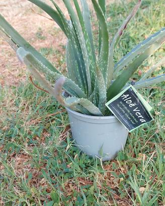 aloe vera