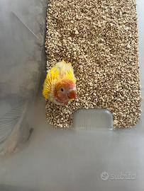 Inseparabili Fischer Lutino opalino da imbecco