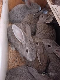 Conigli Grigi di Carmagnola