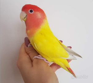 Inseparabile femmina