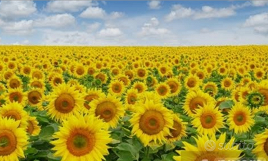 TERRENO AGRICOLO 10Ettari