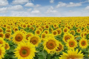 TERRENO AGRICOLO 10Ettari