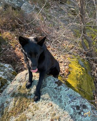 Pastore tedesco maschio nero linea lavoro x monta