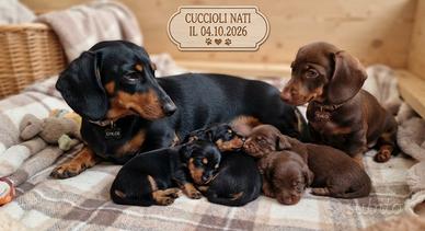 Bassotti cuccioli